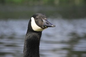 Tiere - IMG03868.jpg