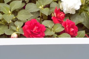 SDIM2628-man-weiß.jpg SDIM2628-man-weiß.jpg