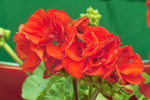 SDIM2636-Geranie01.jpg SDIM2636-Geranie01.jpg