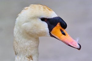 schwan.jpg schwan.jpg