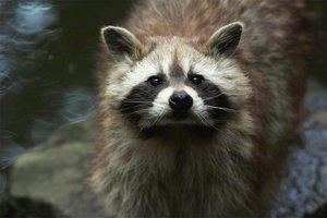 waschb.jpg waschb.jpg