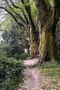 UT-OB-2009-Baum- SD10-IMG04003_1.jpg UT-OB-2009-Baum- SD10-IMG04003_1.jpg