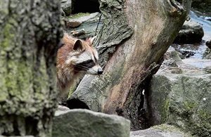 UT-OB-2009-Tier- SD14-SDIM1668_1.jpg UT-OB-2009-Tier- SD14-SDIM1668_1.jpg