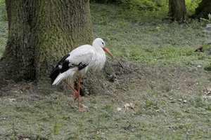 UT-OB-2009-Tier- SD14-SDIM1674.jpg UT-OB-2009-Tier- SD14-SDIM1674.jpg