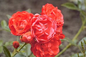 SDIM2700.jpg SDIM2700.jpg