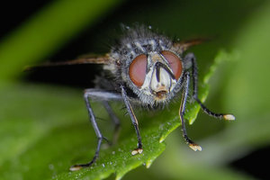 -Drosophila-.jpg -Drosophila-.jpg