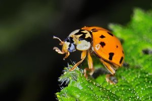 Sample 10.jpg Sample 10.jpg