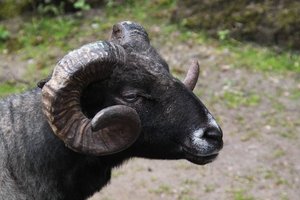 07 Bock.jpg 07 Bock.jpg