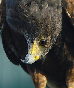 Falkenkopf klein.JPG