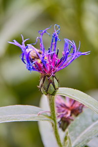 Sample 9.jpg Sample 9.jpg