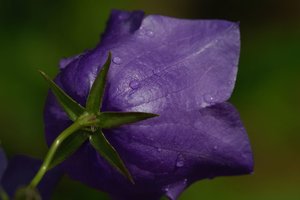Glockenblume.jpg