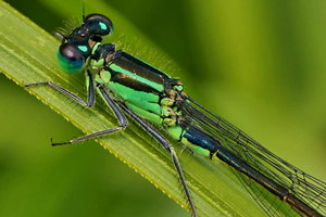 SDIM2062-crop.jpg SDIM2062-crop.jpg