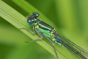 1_SDIM2062.jpg 1_SDIM2062.jpg