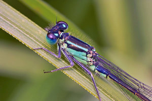 1_SDIM2062b.jpg 1_SDIM2062b.jpg