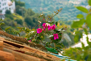 Dachblume.jpg Dachblume.jpg