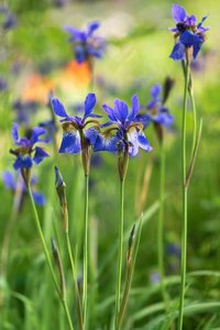 Minolta 2_5__100.jpg