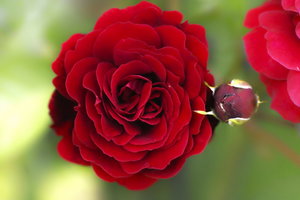 SDIM2160.jpg SDIM2160.jpg