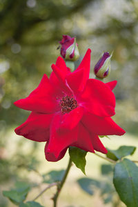 -SPP25-.jpg -SPP25-.jpg