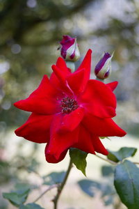 -RED EASY-.jpg -RED EASY-.jpg