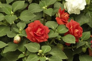 SDIM2621 PP-RGB_01.jpg