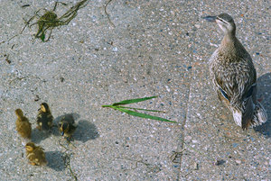 Wilde Enten.jpg Wilde Enten.jpg