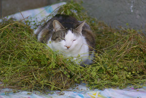 Sina macht es sich gemütlich.jpg.jpg Sina macht es sich gemütlich.jpg.jpg