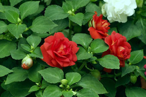 SDIM2621_1-1-2 Kopie.jpg