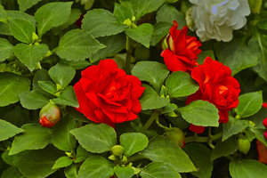 SDIM2621_3-1 Kopie.jpg