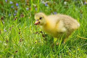 -Gänseküken-.jpg -Gänseküken-.jpg