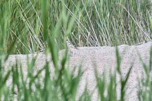 Strandläufer.jpg Strandläufer.jpg