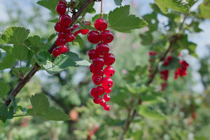 SDIM0417_1-1 Kopie.jpg