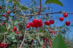 SDIM0433_1-1 Kopie.jpg