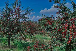 SDIM0431_1-1 Kopie.jpg