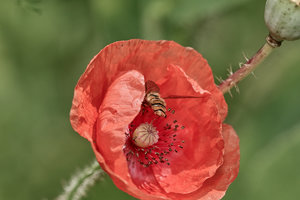 SDIM6159 Kopie.jpg SDIM6159 Kopie.jpg