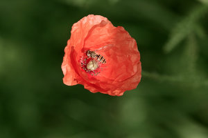 SDIM6165 Kopie.jpg SDIM6165 Kopie.jpg