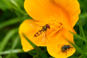 SDIM6177 Kopie.jpg SDIM6177 Kopie.jpg