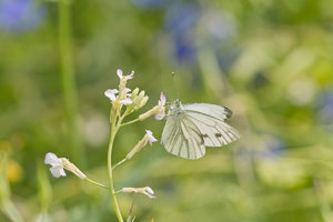 SDIM6170.jpg SDIM6170.jpg