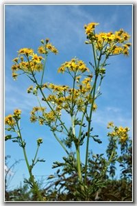 SDIM0447_1-1 Kopie_hf.jpg