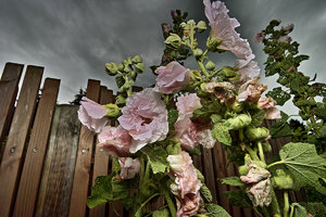 SDIM6297 Kopie.jpg SDIM6297 Kopie.jpg