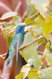 sample 17.jpg sample 17.jpg