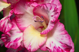 SDIM3889_1-1-1200.jpg SDIM3889_1-1-1200.jpg