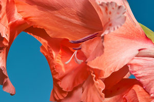 SDIM3898_1-1-1200.jpg SDIM3898_1-1-1200.jpg