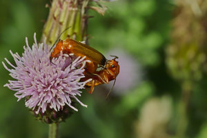 SDIM3913_1-1-1200.jpg SDIM3913_1-1-1200.jpg