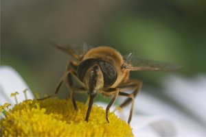 Grafik1.jpg Grafik1.jpg