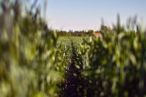 comp_SDIM8532_1-1 Kopie.jpg