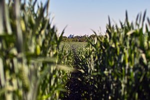 comp_SDIM8534_1-1 Kopie.jpg