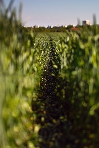 comp_SDIM8533_1-1 Kopie.jpg