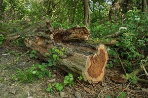 Holz-SD14 - SDIM6106.jpg