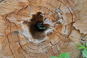 Holz-SD14 - SDIM6107.jpg