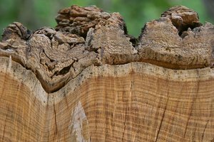 Holz-SD14 - SDIM6109.jpg